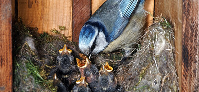 Camera in vogelkast: livestream en timelapse voor elk broedseizoen